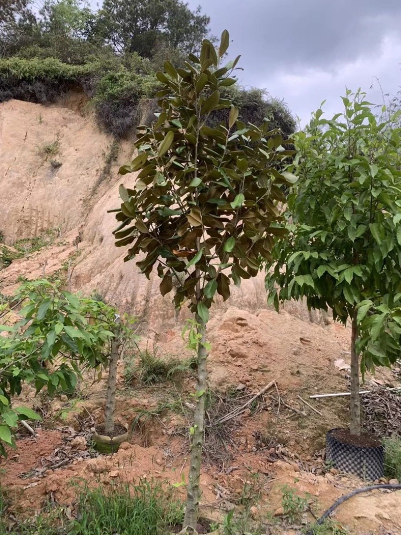 荷花木兰3～15公分