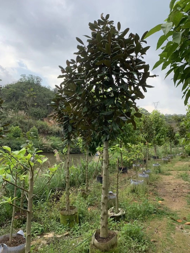 荷花木兰3～15公分