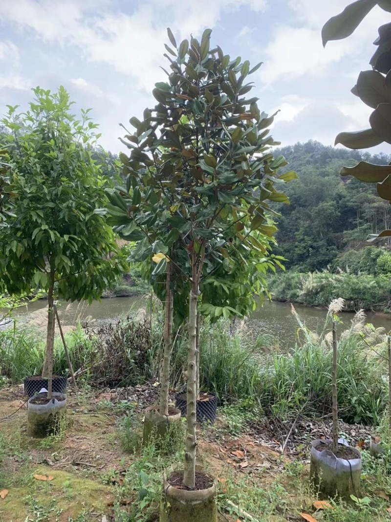 荷花木兰3～15公分