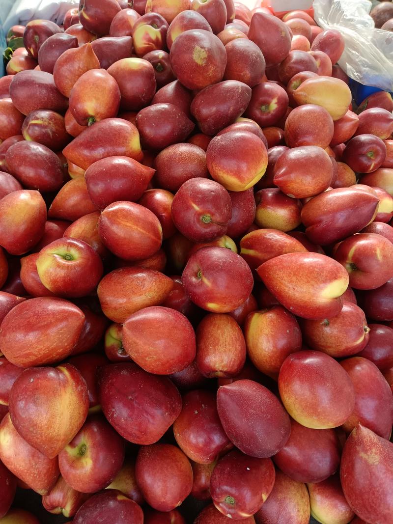 山东油桃合作社，黄油桃脆甜，硬度高，市场收货，农户一手货