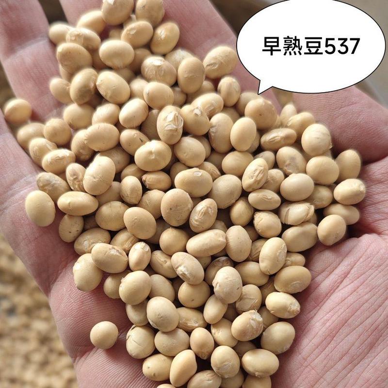 【湖北黄豆】早熟豆537、大颗粒冀豆、手工中黄