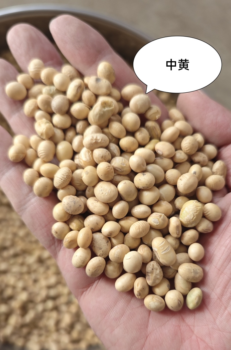 【湖北黄豆】早熟豆537、大颗粒冀豆、手工中黄