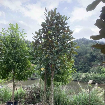 荷花木兰3～15公分
