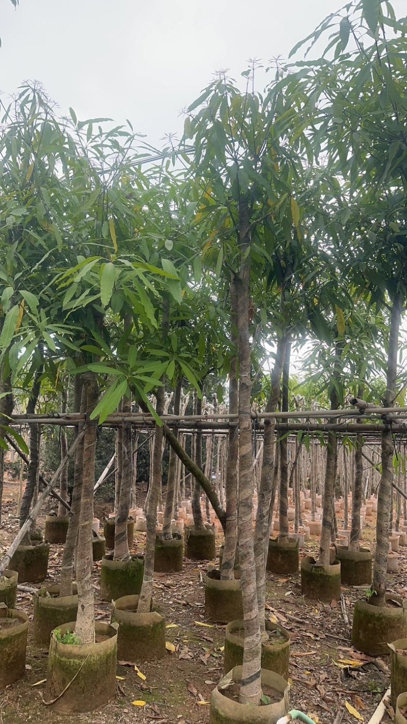 扁桃树3～15公分