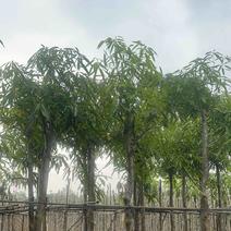 扁桃树3～15公分