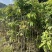 龙眼树苗3～10公分