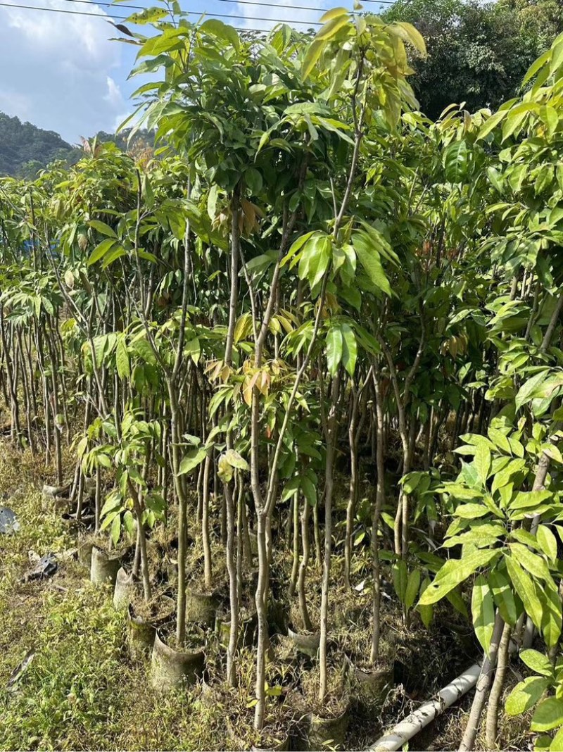 龙眼树苗3～10公分