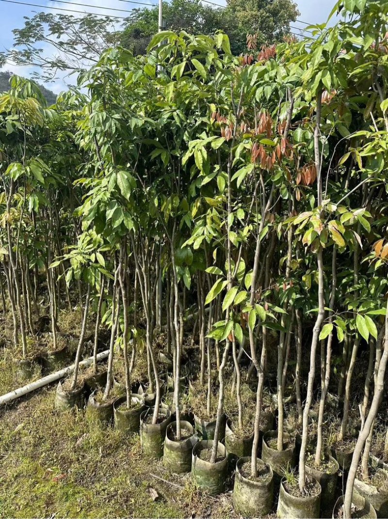 龙眼树苗3～10公分