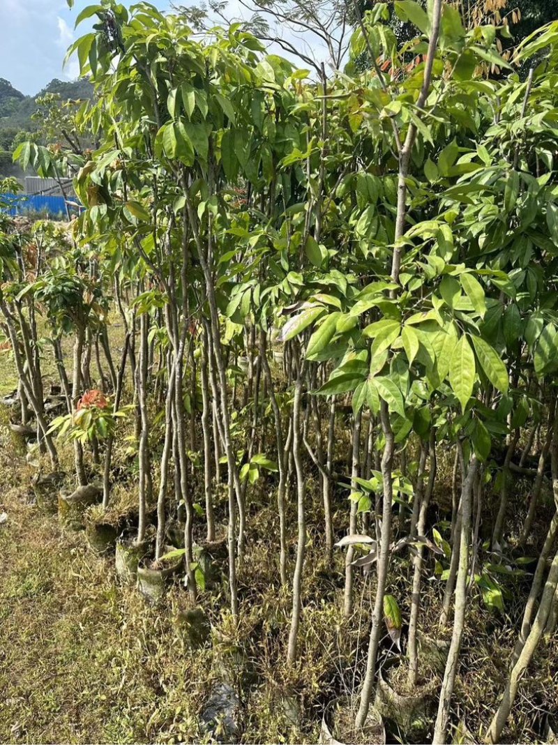 龙眼树苗3～10公分