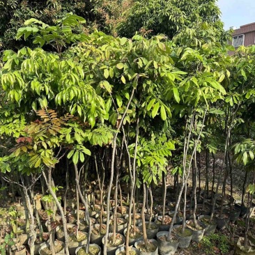 龙眼树苗3～10公分