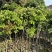 龙眼树苗3～10公分