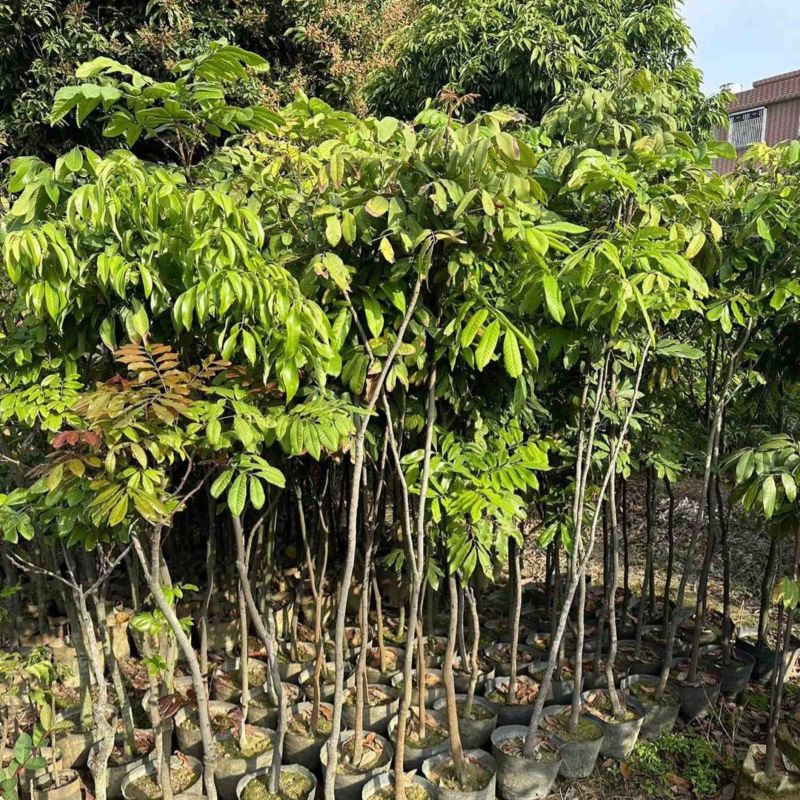 龙眼树苗3～10公分