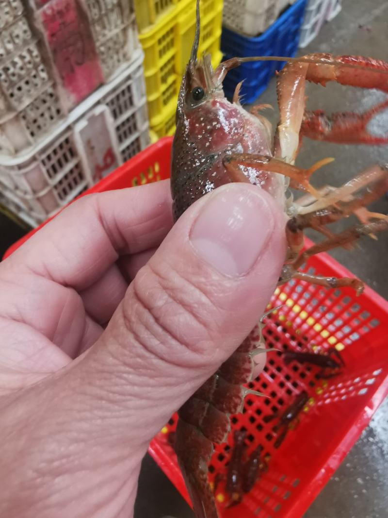 精品小龙虾，质量好，规格齐全，一件代发，全国发货。