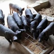 [推荐]山东猪场黑土猪，猪苗，视频看猪，全国