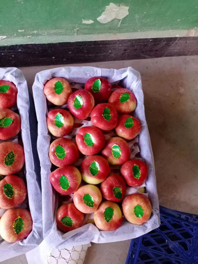 超甜油蟠桃，36-3油蟠桃，纽扣油蟠桃上市价格，诚信代发