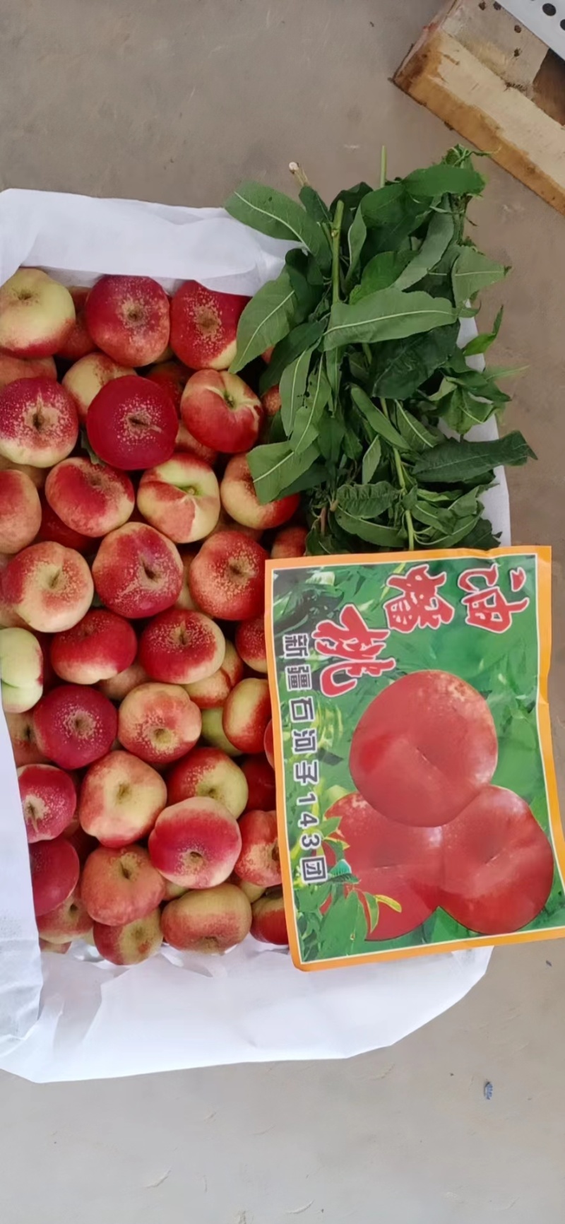 超甜油蟠桃，36-3油蟠桃，纽扣油蟠桃上市价格，诚信代发