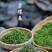 2025年原产地苏州洞庭山碧螺红茶预售