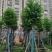 乐昌含笑10～15公分