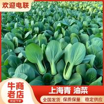 油菜上海青山东精品小油菜产地直供全国发货价格可详谈
