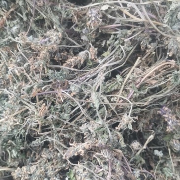 白毛夏枯草，散血草，野生，复晒打包干度好