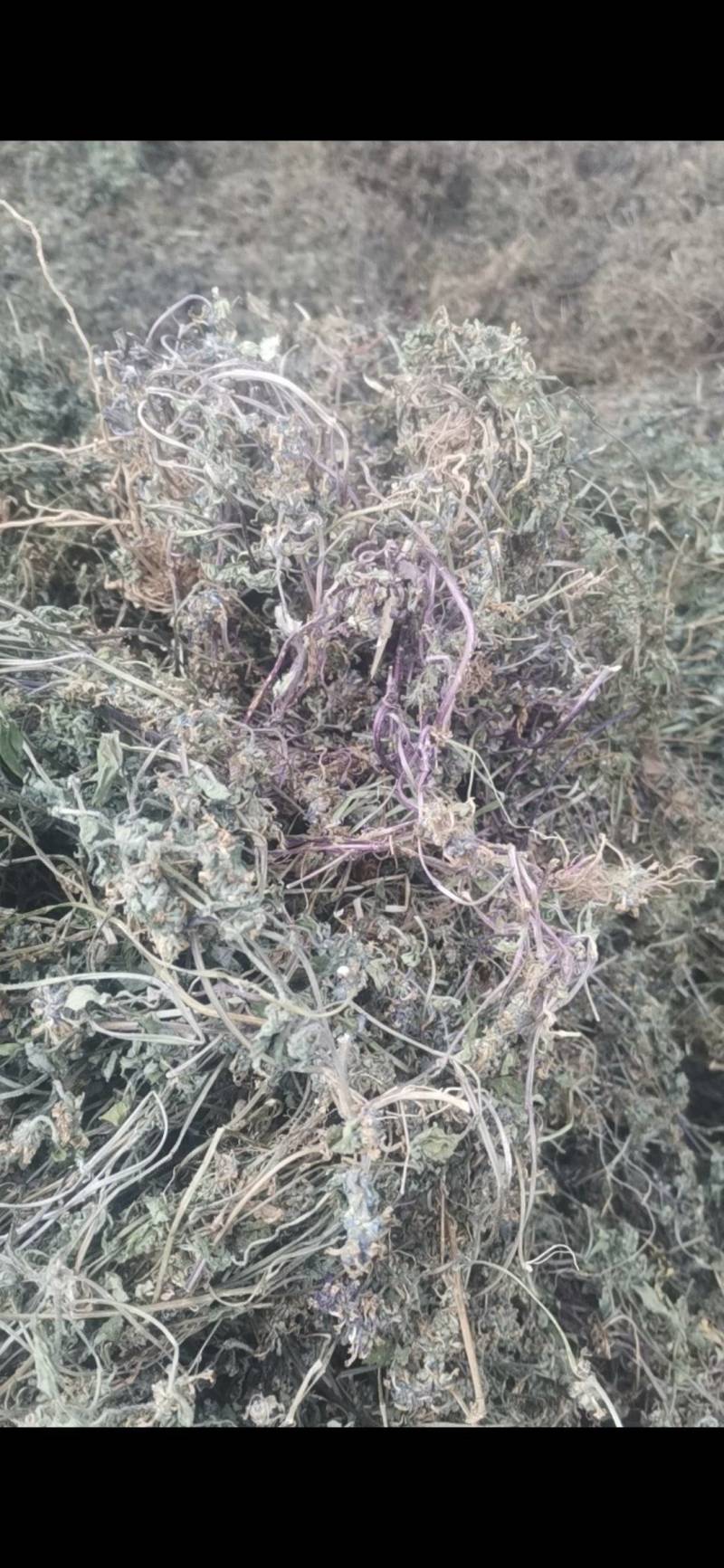 白毛夏枯草，散血草，野生，复晒打包干度好
