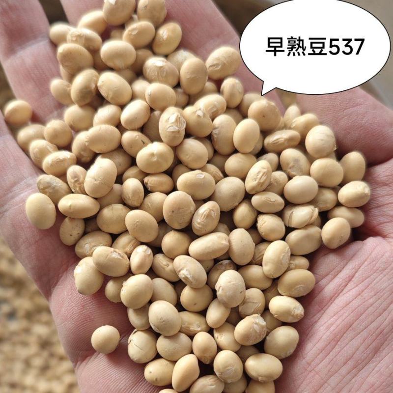 【湖北大豆】早熟豆537、大颗粒冀豆、手工中黄