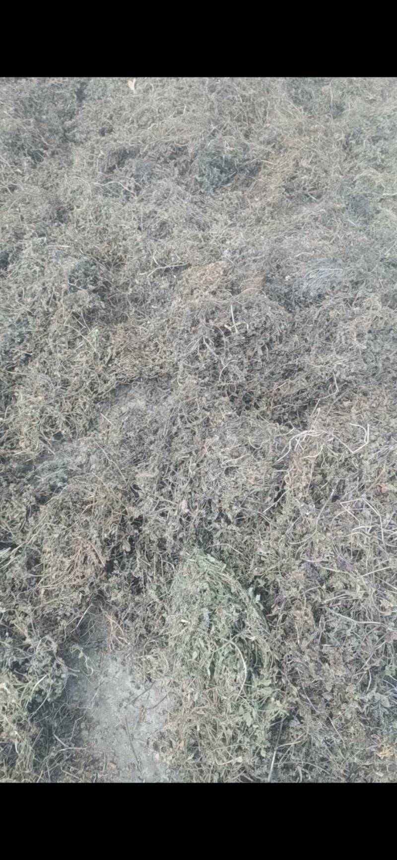 白毛夏枯草，散血草，野生，复晒打包干度好