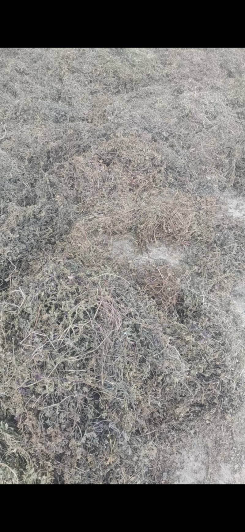 白毛夏枯草，散血草，野生，复晒打包干度好