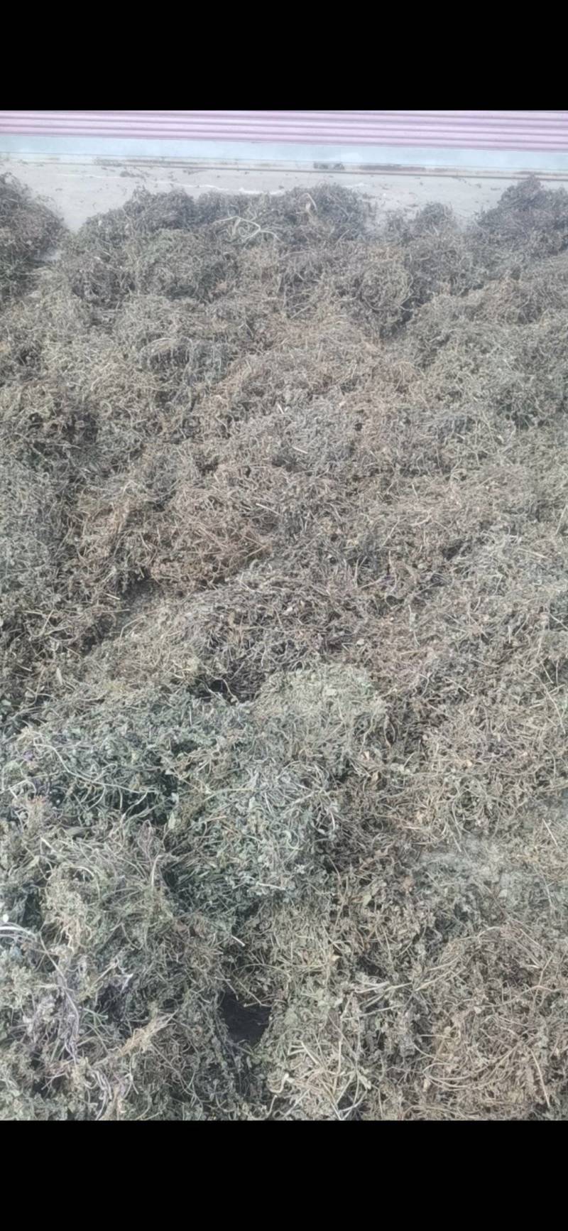 白毛夏枯草，散血草，野生，复晒打包干度好
