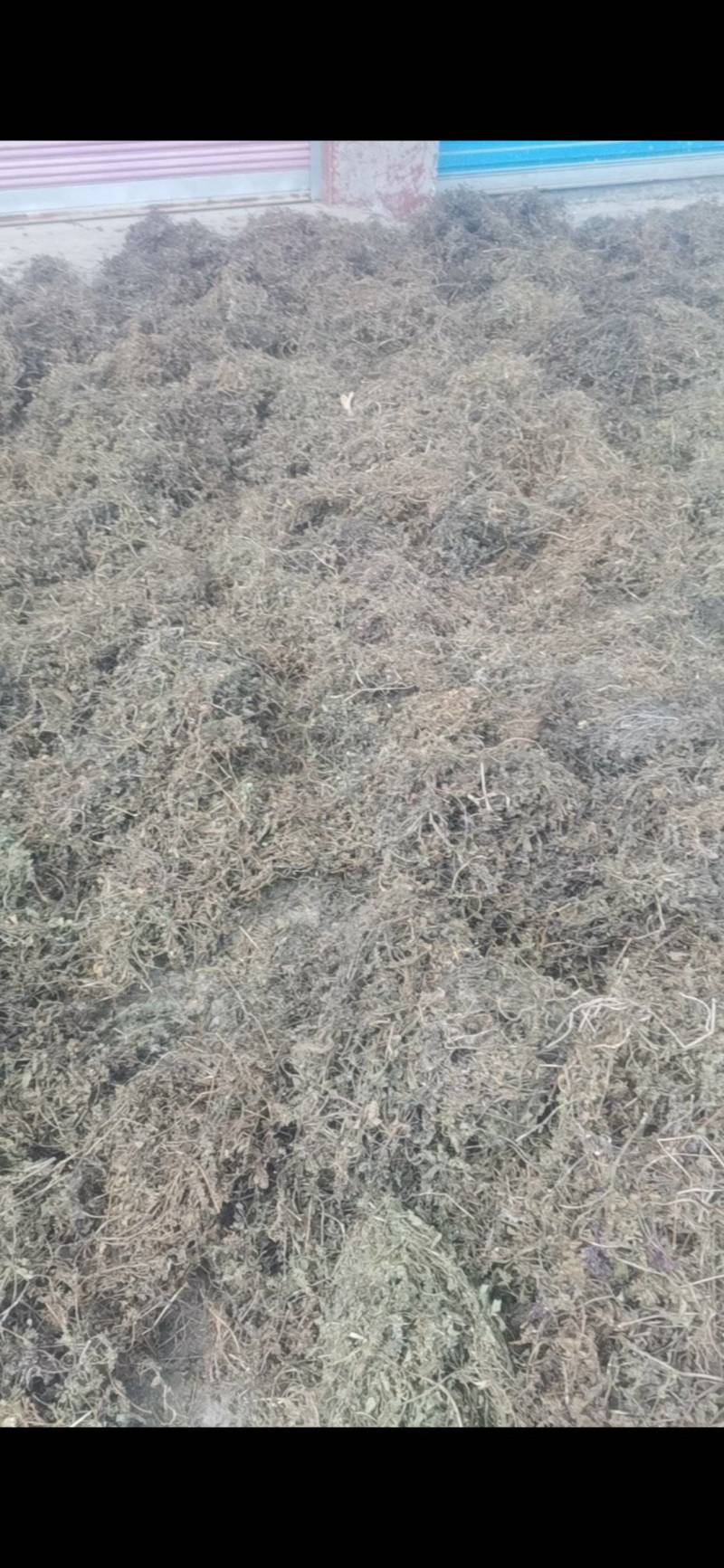 白毛夏枯草，散血草，野生，复晒打包干度好