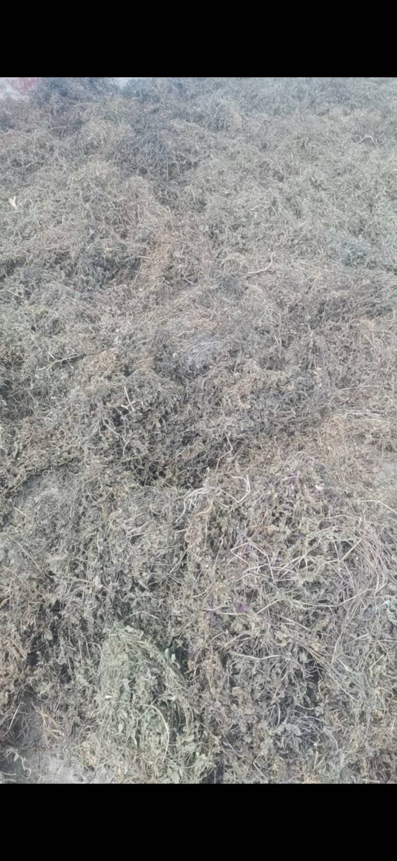 白毛夏枯草，散血草，野生，复晒打包干度好