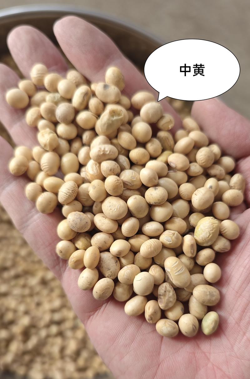 【湖北大豆】早熟豆537、大颗粒冀豆、手工中黄