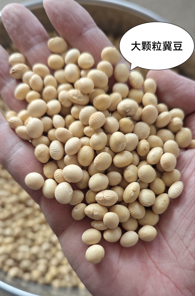 【湖北大豆】早熟豆537、大颗粒冀豆、手工中黄