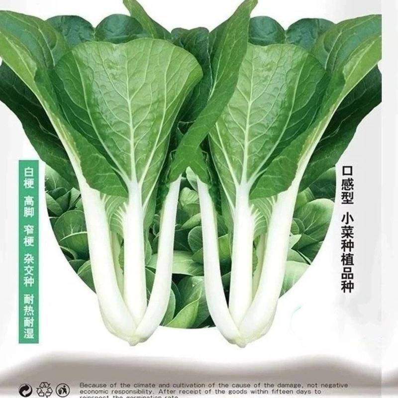 耐热抗病广良黑叶白菜种子日本小白菜种子白梗黑叶小白菜种