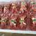 云南夏季草莓已经上市，发往全国各地，欢迎欢迎定购