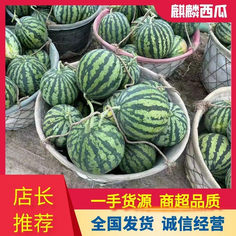 [麒麟西瓜批发]江苏盐城东台市西瓜 0.50元/斤《包熟包甜》江 _ 一亩田