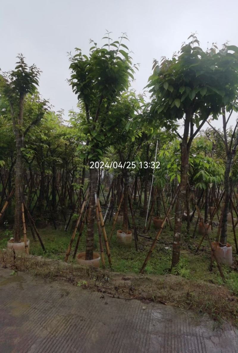 大红紫薇/大叶紫薇5～15公分