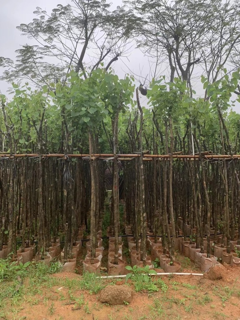 宫粉紫荆3～5公分