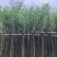 宫粉紫荆3～5公分