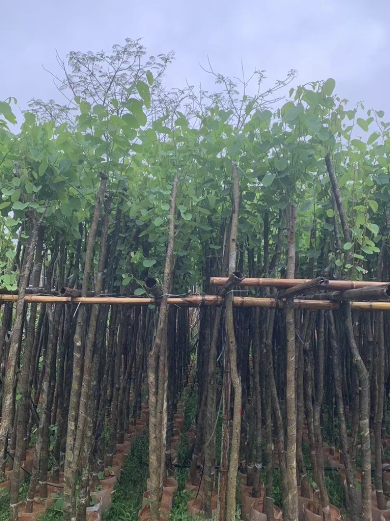 宫粉紫荆3～5公分