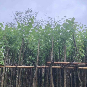 宫粉紫荆3～5公分