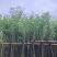 宫粉紫荆3～5公分