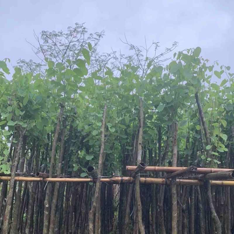 宫粉紫荆3～5公分
