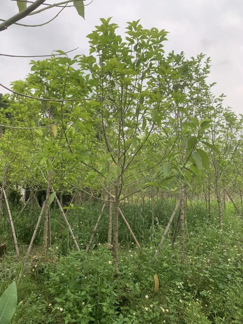 白玉兰5～9公分