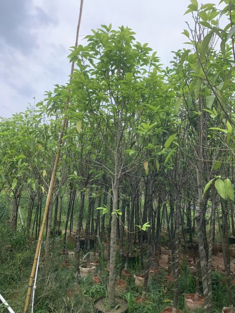 白玉兰5～9公分