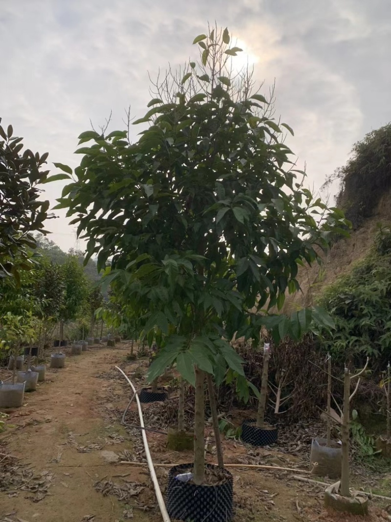 白玉兰5～9公分