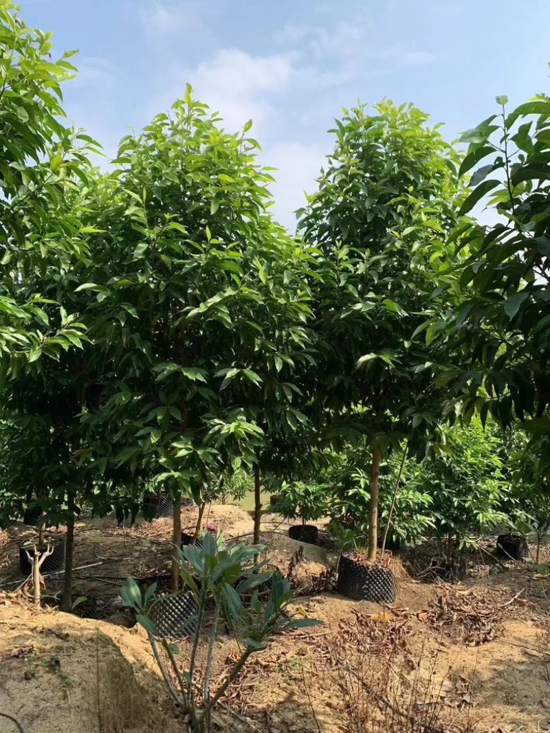 白玉兰5～9公分