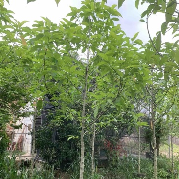 白玉兰5～9公分