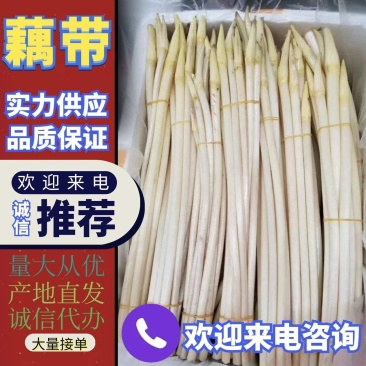 水生植物，藕带，藕条，藕鞭，藕钻子，藕尖，藕肠子