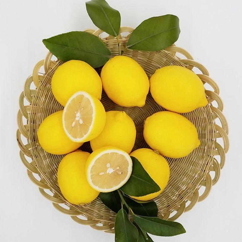 柠檬安岳柠檬批发原产地货源诚信靠谱品质保证